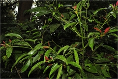 Garcinia cowa